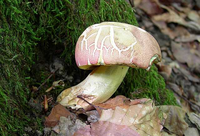 2005 :  Un anno di funghi